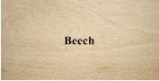 Beech